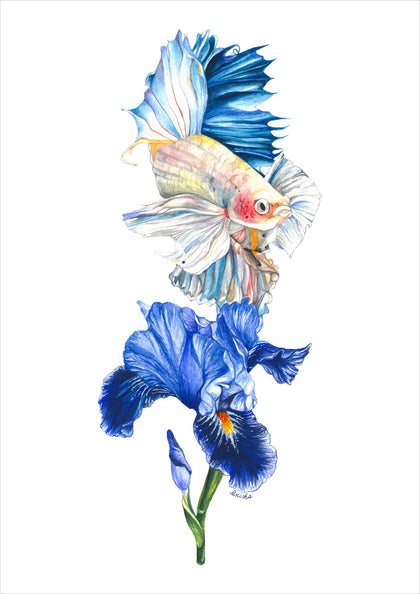 Blue Iris Betta, Anisha Koshy, Internal - Artisera